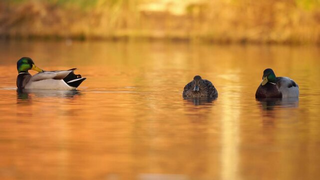 plan fixe sur des canards colverts sauvage dans une ambiance r&ecirc;veuse, canards colverts calmes sur l'eau, vid&eacute;o reposante, relaxante, sur une ambiance dor&eacute;e naturelle, avec zoom arri&egrave;re
