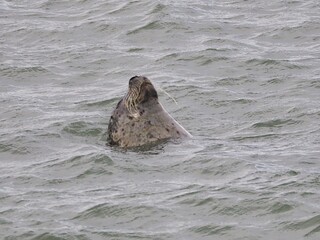 Seehund (Phoca vitulina) an der niederländischen Nordsee Küste