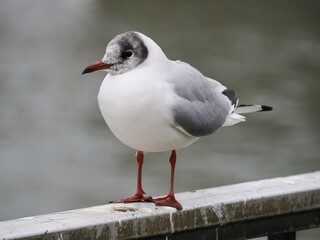 Möwe (Larinae) in Köln am Rhein mit unscharfem Hintergrund