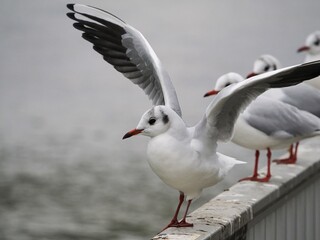 Möwe (Larinae) in Köln am Rhein mit unscharfem Hintergrund