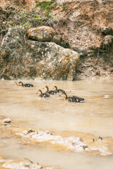 Sa Pa, Vietnam. Ducklings Swimming in Muddy Water