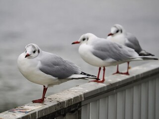 Möwe (Larinae) in Köln am Rhein mit unscharfem Hintergrund