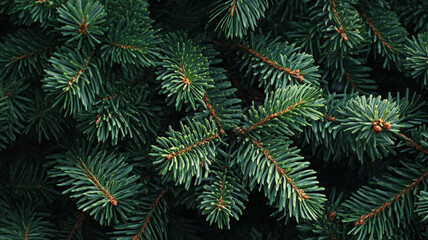 Banner with Dense green pine foliage texture, dark moody fir tree branches background. Evergreen needles, seasonal holiday, Xmas, Noel, Christmas concept backdrop