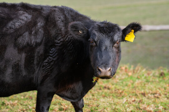 cattle grazing