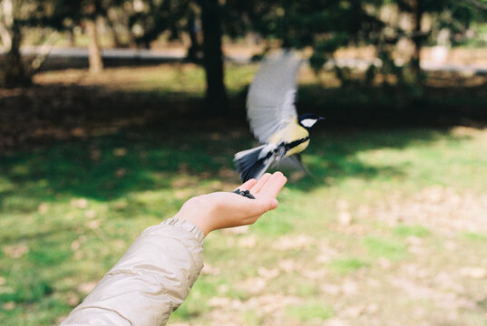 Girl feeding tits from her hand in the park at spring.