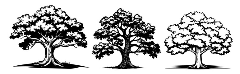 Fototapeta premium detailed vector illustration of a tree in black and white sketch style