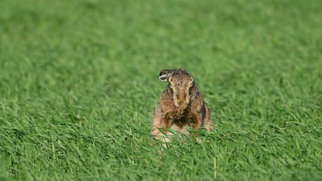 European hare lepus europaeus in the wild on the field. The hare cleans his head with his paws. Slow motion.