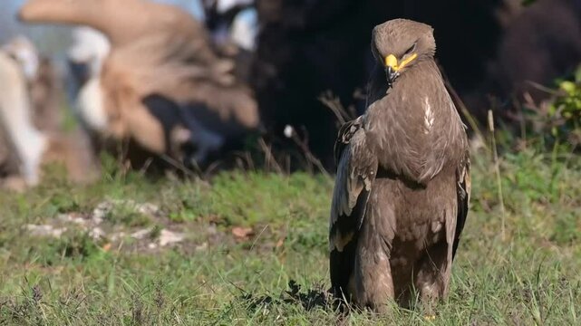 Steppe Eagle Aquila nipalensis sitting in the grass, vultures in background. Wildlife scene from nature. Slow motion. Close-up.
