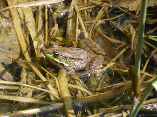 Green Frog