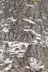 background texture tree bark close-up