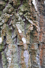 background texture tree bark close-up