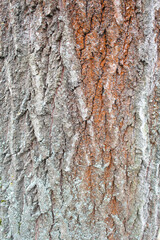 background texture tree bark close-up