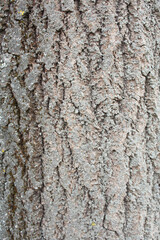 background texture tree bark close-up