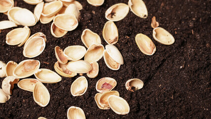 Pistachio shells on Soil. Compost or mulch them for your garden