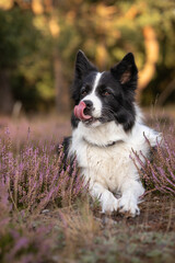 Vertical Portrait of Border Collie with Tongue Out Lying Down in Pink Heather. Pet Portrait of Black and White Dog in Flower Meadow.