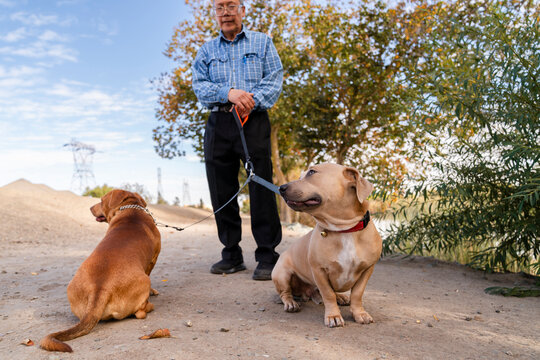 Owner two dogs
