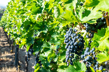 Large bunche of red wine grapes in summer vineyard.