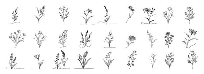 elegant collection of black and white botanical illustrations of flowers and plants