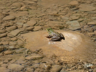 frog in the water