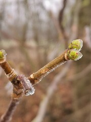 bud in ice