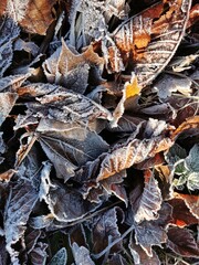 autumn leaves on the ground
