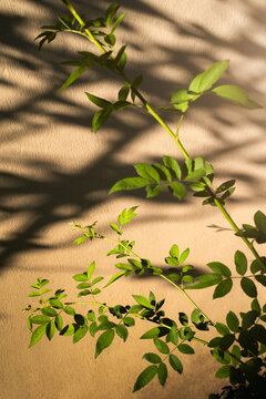 City Wall Texture in the Sun
