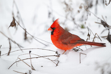 Northern cardinal in the snow
