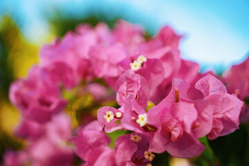 The Vibrant Pink Bougainvillea Blossoms Beauty Stands Out Against a Bright Blue Sky