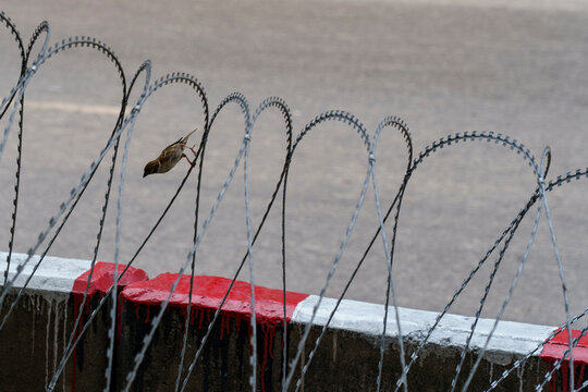 Eurasian Tree Sparrow on barbed wire