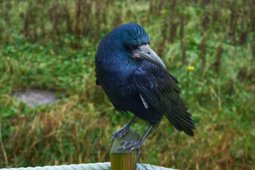 A close-up of a rook (Corvus frugilegus) perched on a wooden post near the Cliffs of Moher in Ireland. The bird’s glossy black feathers showcase iridescent blue hues.