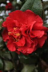Red Flower