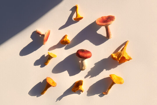 Variety of wild mushrooms on white background under the sunlight