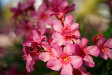 Beautiful Pink Flowers In Full Bloom Captured Perfectly In Natural, Soft Light Today