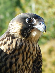 Peregrine Falcon 