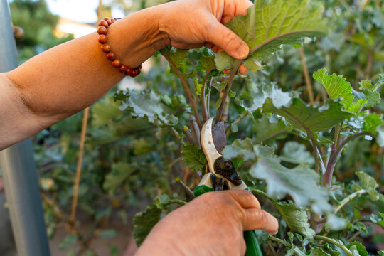 gardener pruner collard greens