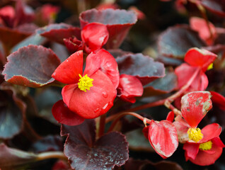 Close-up of a bright red flower with yellow stamens