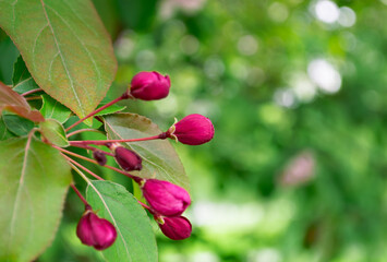 Close-up of a bright pink bud of an unopened flower