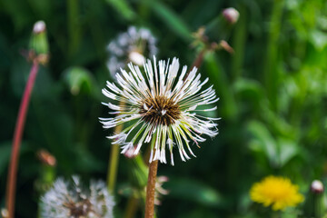 Close-Up of a Dewy Dandelion in Nature