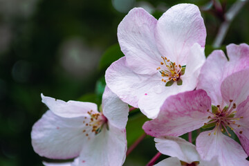 Close-Up of Pink Spring Blossoms on Branch