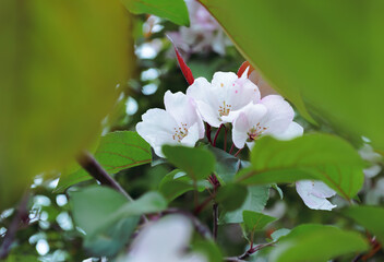 Delicate White Flowers Framed by Green Leaves