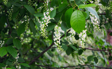 Hanging White Blossoms on Green Foliage