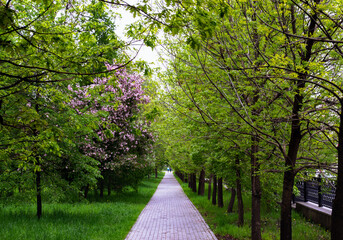 Tree-lined path in city park and two people walking along it in distance