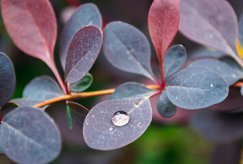 Water Droplet on Purple Leaf Close-Up