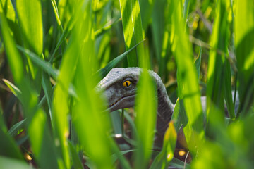 Velociraptor dinosaur toy in the middle of lush green grass