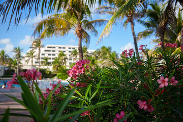 A stunning tropical paradise featuring swaying palm trees and vibrant, colorful flowers