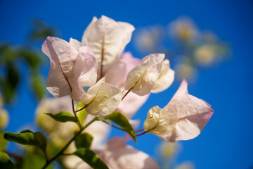 Vibrant Bougainvillea Blooms Displaying a Stunning View Against a Clear Blue Sky