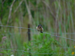Baby Barn Swallow