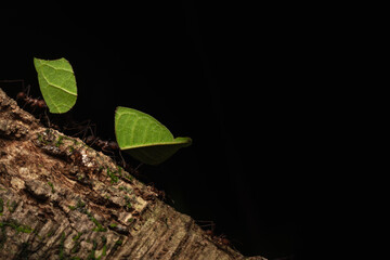 Leaf cutter ants Insect