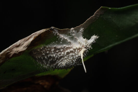 Cordyceps Fungus