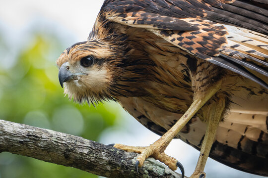 Hawk Wildlife Portrait